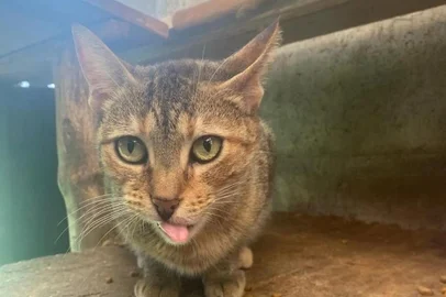 Neste domingo (10), 23 gatos do abrigo de voluntários Adote um Miau Caxias, estarão disponíveis para adoção no Sky Samuara Hotel, em Caxias do Sul. A ação será realizada a partir das 12h até as 17h. Dentre os gatos disponíveis para a adoção dois são felinos adultos resgatados durante enchente que atingiu a cidade de Muçum no ano passado.<!-- NICAID(15698227) -->