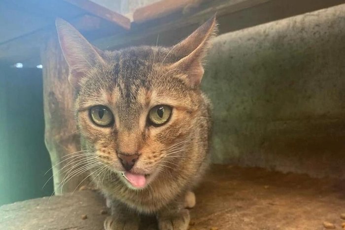 Adote um Miau Caxias / Divulgação