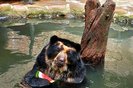 De melancia a banho de mangueira, Zoo de Sapucaia do Sul adota cuidados especiais com os animais no verão. Na foto,  Cocha, o urso-de-óculos. Foto: Parque Zoológico / Divulgação<!-- NICAID(15677592) -->