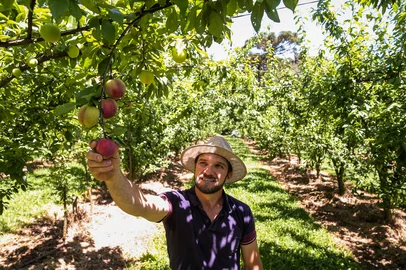 Neimar De Cesero / Agencia RBS CAXIAS DO SUL, RS, BRASIL, 04/12/2025. Colheita da ameixa em Caxias Do Sul. Alex Sandro Mazzochi. (Neimar De Cesero/Agência RBS)Indexador: Neimar De Cesero<!-- NICAID(16180376) -->