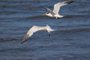 The beauty of Cabot's terns found in Barra de Tramandaí in Rio Grande do Sul, Brazil.Fonte: 501424766<!-- NICAID(15429598) -->