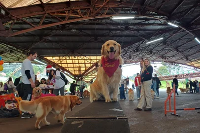 Registro do Natal dos Golden, que ocorreu neste domingo no Parque da Festa da Uva, em Caxias do Sul.<!-- NICAID(15931338) -->
