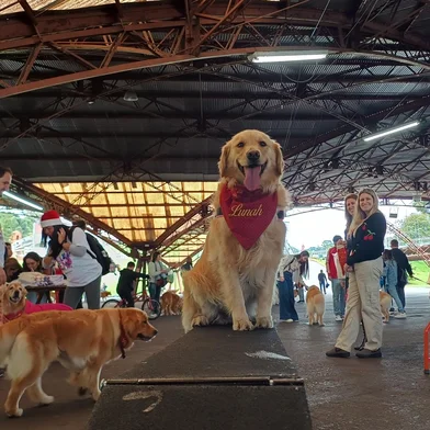 Registro do Natal dos Golden, que ocorreu neste domingo no Parque da Festa da Uva, em Caxias do Sul.<!-- NICAID(15931338) -->