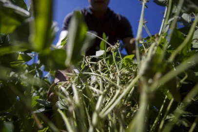 PORTO ALEGRE, RS, BRASIL - Produção agrícola na Zona Rural de Porto rural da capital. Na foto, Eduardo, produz soja em 70 hectares no bairro Lami. Foto: Jefferson Botega / Agencia RBSIndexador: Jefferson Botega<!-- NICAID(15017824) -->