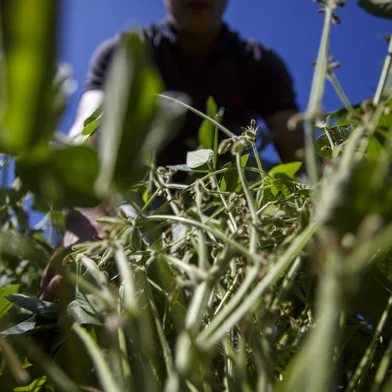 PORTO ALEGRE, RS, BRASIL - Produção agrícola na Zona Rural de Porto rural da capital. Na foto, Eduardo, produz soja em 70 hectares no bairro Lami. Foto: Jefferson Botega / Agencia RBSIndexador: Jefferson Botega<!-- NICAID(15017824) -->