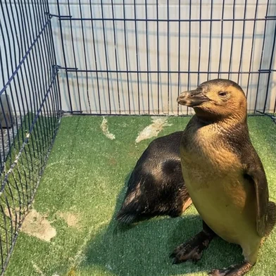 Após sete anos sem registros, pinguins cobertos por óleo voltam a mobilizar centro de recuperação em Rio Grande<!-- NICAID(16301576) -->