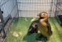 Após sete anos sem registros, pinguins cobertos por óleo voltam a mobilizar centro de recuperação em Rio Grande