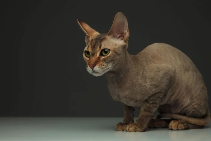 peterbald / Shutterstock | Portal EdiCase