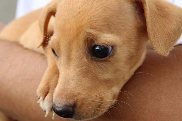 Divulgação / Divulgação