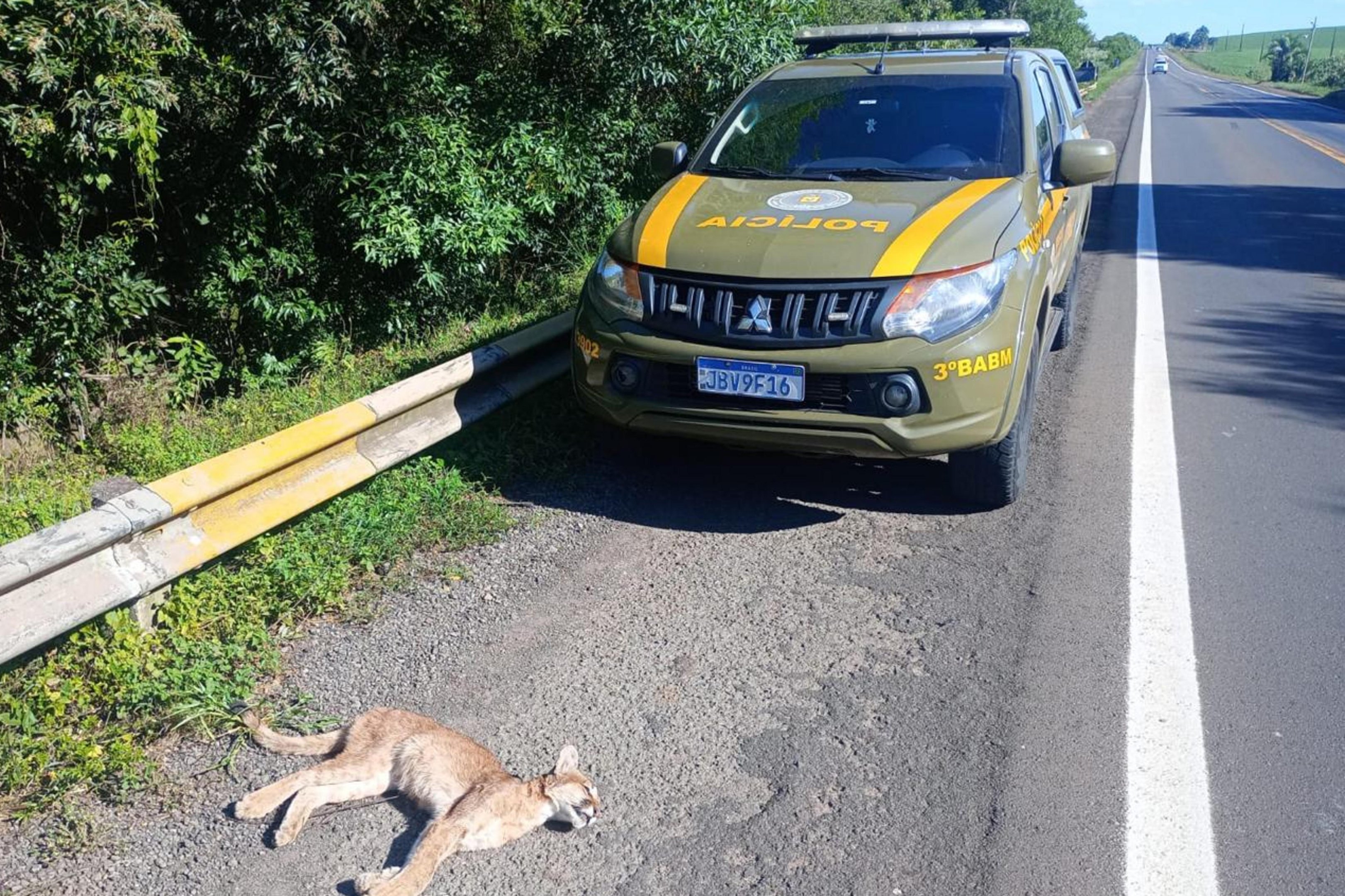Puma &eacute; encontrado morto na BR-158, em Cruz Alta