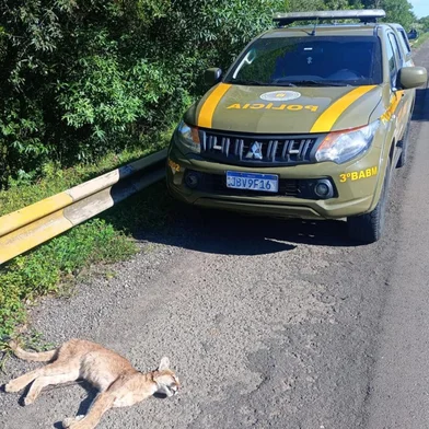 Onça-parda é encontrada morta após atropelamento na BR-158, em Cruz Alta<!-- NICAID(16236241) -->