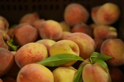 Na safra de 2025/26, devem ser colhidas 170 mil toneladas da fruta no RS. A cadeia de produção envolve 1800 famílias<!-- NICAID(16188643) -->