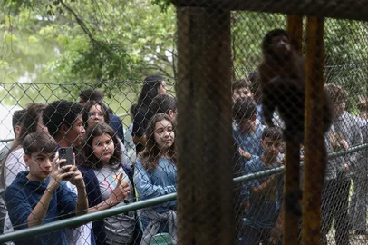 CAXIAS DO SUL, RS, BRASIL, 10/12/2024. Após quatro anos fechado, zoológico da UCS, em Caxias, reabre para visitação. Estudantes da escola Cetec fizeram o passeio de estudos nesta terça-feira (10) pela primeira vez desde 2020. (Bruno Todeschini/Agência RBS)Indexador: Bruno Todeschini<!-- NICAID(15932782) -->