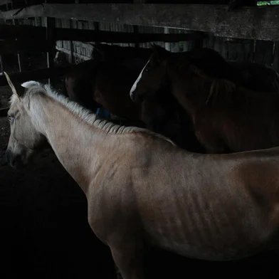 CAXIAS DO SUL, RS, BRASIL (18/11/2021)MP desarticula esquema que misturava carnes de cavalo com gado para vender para hamburguerias da Serra. (Antonio Valiente/Agência RBS)<!-- NICAID(14944023) -->