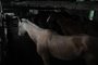 CAXIAS DO SUL, RS, BRASIL (18/11/2021)MP desarticula esquema que misturava carnes de cavalo com gado para vender para hamburguerias da Serra. (Antonio Valiente/Agência RBS)<!-- NICAID(14944023) -->