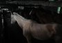 Estado avalia como fará o transporte de volta de cavalos que foram enviados a Hulha Negra, após operação realizada em Caxias