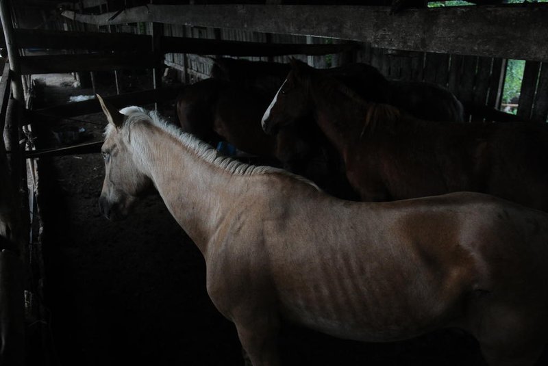 CAXIAS DO SUL, RS, BRASIL (18/11/2021)MP desarticula esquema que misturava carnes de cavalo com gado para vender para hamburguerias da Serra. (Antonio Valiente/Agência RBS)<!-- NICAID(14944023) -->