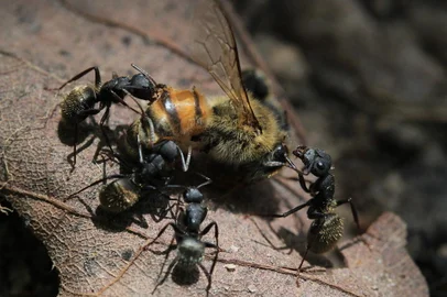 PORTO ALEGRE, RS, BRASIL - Para o caderno Planeta Ciência, a vida social dos insetos. Na imagem formigas fazem uma abelha de seu alimento.<!-- NICAID(11259521) -->