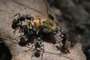 PORTO ALEGRE, RS, BRASIL - Para o caderno Planeta Ciência, a vida social dos insetos. Na imagem formigas fazem uma abelha de seu alimento.<!-- NICAID(11259521) -->