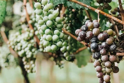 uvas