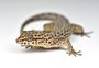 Lagarto exclusivo do bioma Pampa é descoberto por pesquisadores da UFRGS