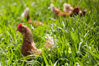 MORRO REUTER, RS, BRASIL, 26-01-2018: Galinhas livres na Agrovícola Filippsen, em Morro Reuter. (Foto: Mateus Bruxel / Agência RBS)<!-- NICAID(13385496) -->