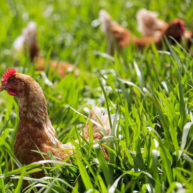 MORRO REUTER, RS, BRASIL, 26-01-2018: Galinhas livres na Agrovícola Filippsen, em Morro Reuter. (Foto: Mateus Bruxel / Agência RBS)<!-- NICAID(13385496) -->