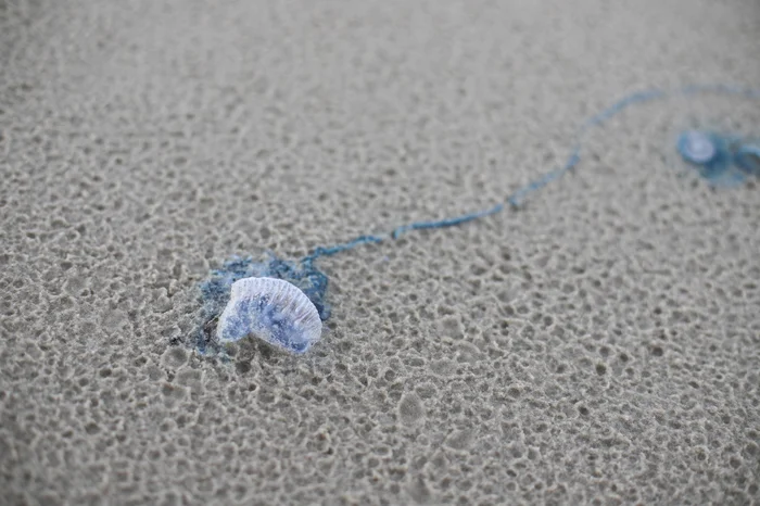 Anselmo Cunha / Agencia RBS