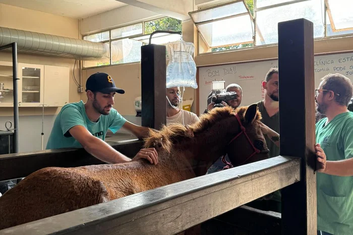 Tratamento vem ocorrendo no Hospital Veterinário da Ulbra.