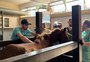 Cavalo Caramelo é atendido em hospital veterinário, apresenta melhoras e já está de pé; veja imagens