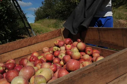 CAXIAS DO SUL. RS, BRASIL (08/04/2021)Pauta da safra da maçã em São Luiz da 6 légua. (Antonio Valiente/Agência RBS)<!-- NICAID(14753336) -->