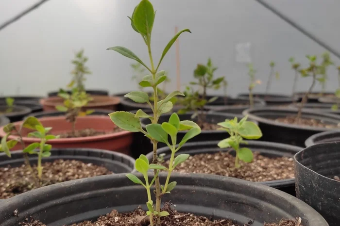 Univates / Divulgação