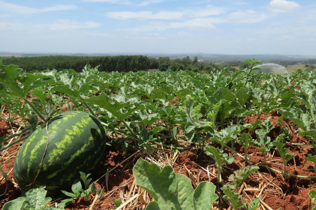 Produ&ccedil;&atilde;o de melancia cresce cerca de 50% no Sul do Estado