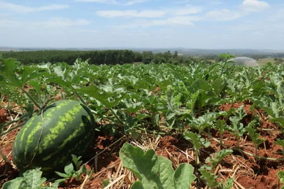 melancia, safra da melancia, fruta, fruticultura, arroio dos ratos<!-- NICAID(14985034) -->