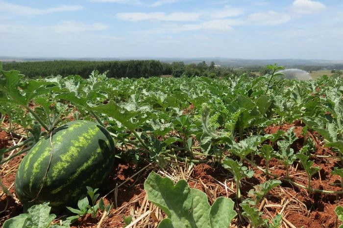 Carine Massierer / Emater/Divulgação
