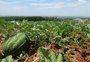 Produção de melancia cresce cerca de 50% no Sul do Estado