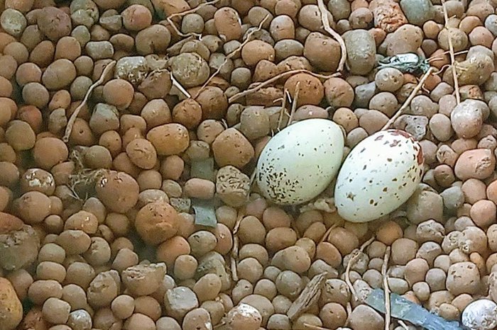 Ovos eram um pouco maiores do que um ovo de galinha