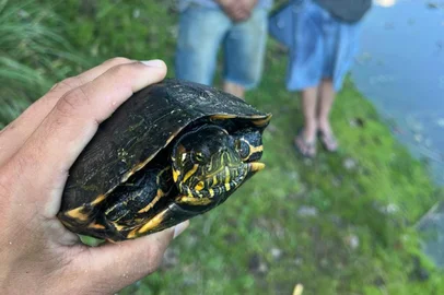 Patrulha Ambiental da Guarda Municipal flagra homens com tartaruga capturada no Complexo Dal BóCom eles, foram localizadas uma tartaruga de água doce capturada com armadilha artesanal e lambaris vivos, que foram devolvidos ao seu habitat natural.<!-- NICAID(16187089) -->