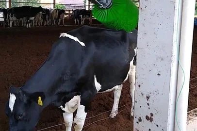 a história das vacas que recebem massagem de um "coçador" automático, uma forma de ampliar a produtividade<!-- NICAID(15356957) -->