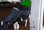 "Massagem" em vacas? Entenda como ferramenta ajuda na produção de leite