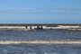 Baleia encalhada é resgatada na praia do Cassino. <!-- NICAID(15170065) -->