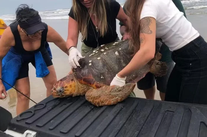 Júlia Arceno / Divulgação