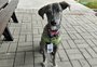 Conheça Saneca, que foi salva de um atropelamento e virou "cãolaboradora" do Consórcio Pró-Sinos