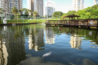 Porto Alegre, RS, Brasil- 26.03.2024: Peixes mortos no lago do Parque Germânica. Mortandade de tilápias em lago gera reclamações de frequentadores do Parque Germânica, na Zona Norte de Porto Alegre. - Foto: Duda Fortes/Agência RBS<!-- NICAID(15717365) -->