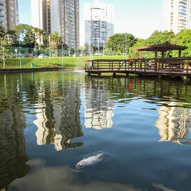 Porto Alegre, RS, Brasil- 26.03.2024: Peixes mortos no lago do Parque Germânica. Mortandade de tilápias em lago gera reclamações de frequentadores do Parque Germânica, na Zona Norte de Porto Alegre. - Foto: Duda Fortes/Agência RBS<!-- NICAID(15717365) -->