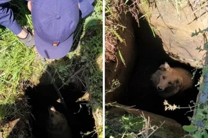 Cachorro fica preso em bueiro e é resgatado por bombeiros de Erechim<!-- NICAID(16131132) -->