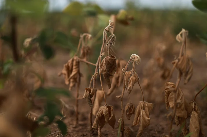 Renan Mattos / Agencia RBS