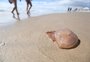 Com mais banhistas no mar, queimaduras por águas-vivas têm alta superior a 200% no litoral gaúcho
