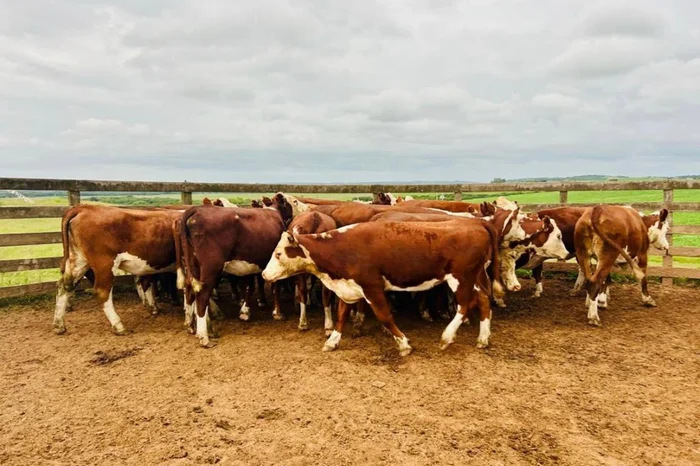 Divulgação / Polícia Civil Divulgação / Polícia Civil