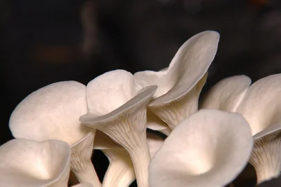 Produção de cogumelos na Serra Gaúcha<!-- NICAID(15375189) -->